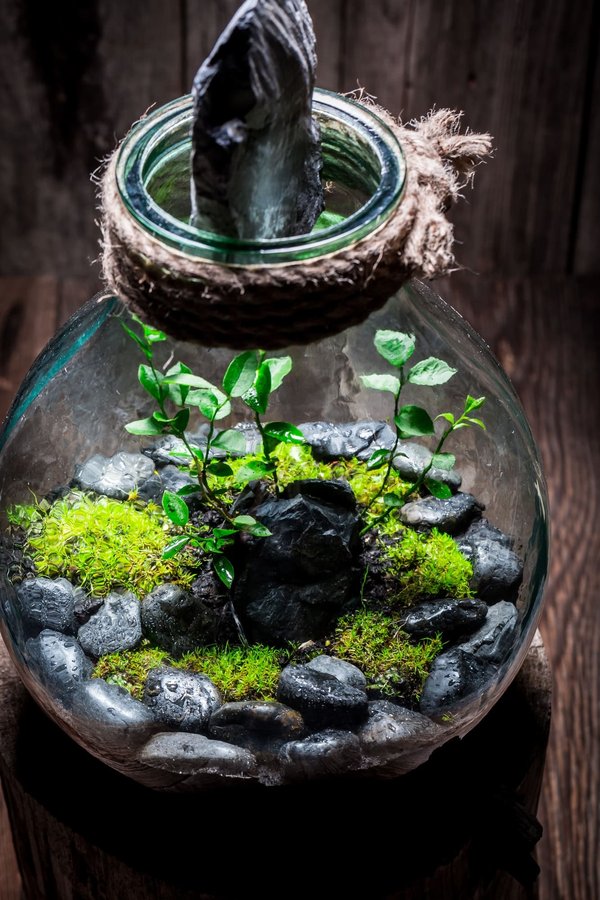 Peut-on installer un écosystème de lagunage pour la filtration de l'eau d'une piscine de taille moyenne?