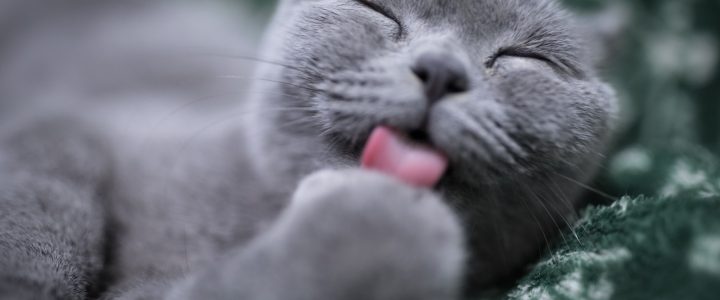 cat licking its paw