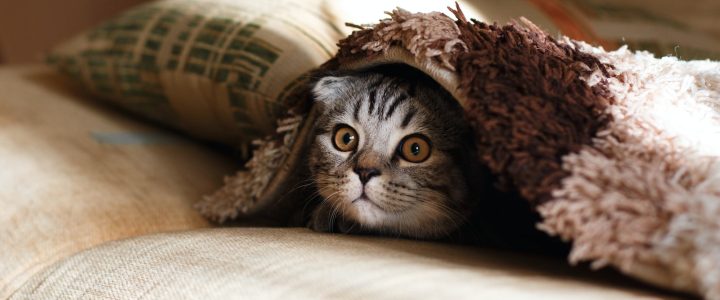 brown Scottish fold in brown thick-pile blanket